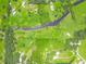 Breathtaking aerial view of land featuring serene streams, verdant lawns, and a lightly wooded tree line at 1096 Drew St, Lakeland, FL 33810