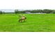 Aerial view of a pasture with grazing horses and a white paddock fence in the distance at 1096 Drew St, Lakeland, FL 33810
