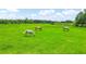 Aerial view of horses grazing in a wide green pasture, enhanced by natural light and sky at 1096 Drew St, Lakeland, FL 33810