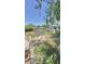 Overgrown backyard featuring an above ground pool and a shed that needs some work at 3709 Feather Dr, Lakeland, FL 33812