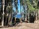 Scenic view of the lake through the trees, offering a tranquil and natural landscape at 951 Craftsman Rd, Eagle Lake, FL 33839