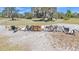 Goats walking along a fence line at 2455 Gerber Dairy Rd, Winter Haven, FL 33880