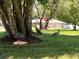 Manicured lawn with a beautiful shady tree. Sandhill Cranes roaming the property at 362 Pasco Ct, Winter Haven, FL 33884