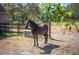 Beautiful brown horse standing in a paddock near a wooden fence on a sunny day at 6615 Broken Arrow S Trl, Lakeland, FL 33813