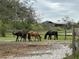 Pasture area with horses grazing behind a wooden fence at 6615 Broken Arrow S Trl, Lakeland, FL 33813