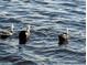 Water view of Muscovy ducks swimming peacefully in the blue water of the lake at 838 Lakeshore Dr, Polk City, FL 33868