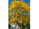 Stunning yellow Tabebuia tree in full bloom enhances the curb appeal of this property at 2020 Indian Trl, Lakeland, FL 33813