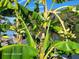 Lush waterfront view with banana trees around dock with lounge chairs and boat access at 1810 Blue Lake Dr, Lakeland, FL 33801