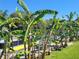 Scenic view of a private dock lined with banana trees, ideal for boating at 1810 Blue Lake Dr, Lakeland, FL 33801