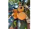 Close-up of loquat fruit growing on a tree, highlighting fresh, natural produce at 1205 Scottsland Dr, Lakeland, FL 33813