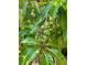 Lush mango tree featuring vibrant green leaves and developing mangoes, adding tropical charm to the property at 1205 Scottsland Dr, Lakeland, FL 33813