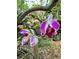 Close-up showcasing the vibrant colors and intricate details of a blooming orchid at 1205 Scottsland Dr, Lakeland, FL 33813