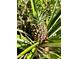 A pineapple plant showing growth, representing the potential for fresh, homegrown fruit at 1205 Scottsland Dr, Lakeland, FL 33813