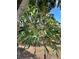 Large staghorn fern adds lush greenery and unique character to the outdoor space at 1205 Scottsland Dr, Lakeland, FL 33813