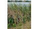 Aquatic cattails and assorted marsh plants along a lake create a natural habitat at 1920 E Edgewood Dr # T6, Lakeland, FL 33803
