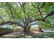Expansive green backyard with a shed and beautiful, mature trees providing shade at 6529 Farris Dr, Lakeland, FL 33811