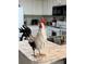 Close up of a decorative rooster on a kitchen counter with white cabinetry in the background at 3233 Gardner Rd, Lakeland, FL 33810