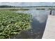 Side view of the water frontage and wooden dock, with lily pads floating in the water at 427 Longfellow Blvd, Lakeland, FL 33801