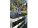 Adorable horse playfully sticking its tongue out, standing behind a white fence on a beautiful property at 2070 W Lake Hamilton Dr, Winter Haven, FL 33881