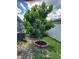 Backyard featuring a well-maintained avocado tree with brick border and green grass at 455 Eagle Dr, Kissimmee, FL 34759