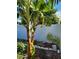 Backyard featuring a banana tree, white fence, and a variety of foliage at 455 Eagle Dr, Kissimmee, FL 34759
