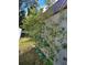 A backyard with some trees in light blue pots along a white wall at 455 Eagle Dr, Kissimmee, FL 34759
