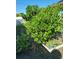 A backyard with fruit trees and plant beds at 455 Eagle Dr, Kissimmee, FL 34759