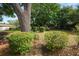 The backyard is full of luscious greenery and a large tree at 509 Rob Roy St, Lakeland, FL 33813