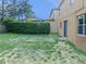 A view of the home's backyard with a grassy area and lush hedges at 143 Alfani St, Davenport, FL 33896