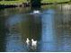 A serene pond scene shows two ducks swimming peacefully by a fountain in the community pond at 6342 Butternut Dr, Lakeland, FL 33813