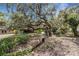 Picturesque backyard with mature trees, lush greenery, and natural landscaping at 6819 Broken Arrow S Trl, Lakeland, FL 33813