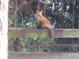 The image features a red fox perched on a weathered wooden fence amidst lush greenery at 6819 Broken Arrow S Trl, Lakeland, FL 33813
