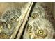 Close-up featuring two adorable baby owls with their distinctive yellow eyes and fluffy feathers at 6819 Broken Arrow S Trl, Lakeland, FL 33813