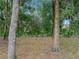 Mature trees provide ample shade and privacy for the back yard, with a wooden lattice fence at 5522 1St Se St, Lakeland, FL 33812