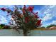 Lush crepe myrtle in full bloom against a vibrant blue sky and white fence at 2264 Palmview E Cir, Auburndale, FL 33823