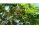 Beautiful royal poinciana tree with vibrant red flowers and lush green leaves at 2264 Palmview E Cir, Auburndale, FL 33823