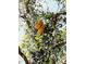Orange tree with ripe fruit in the backyard at 313 S Ridgewood Ave, Deland, FL 32720