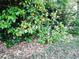 Orange tree with ripe fruit by fence at 313 S Ridgewood Ave, Deland, FL 32720