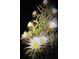 Close-up of a beautiful night-blooming cereus, showcasing its intricate white petals and exotic beauty in the darkness at 1949 Bayview Dr, New Smyrna Beach, FL 32168