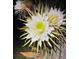 Close-up of night-blooming cereus flower with its striking white petals and yellowish-white stamens at 1949 Bayview Dr, New Smyrna Beach, FL 32168