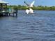 Beautiful water view with dock and wildlife in flight at 3325 Pintello Ave, New Smyrna Beach, FL 32168