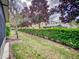 Landscaped backyard with tall hedges and mature trees at 526 Mount Olympus Blvd, New Smyrna Beach, FL 32168