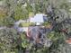 Aerial view showing a home with a pool and large backyard surrounded by trees at 2309 Lime Tree Dr, Edgewater, FL 32141