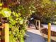 Walkway leading to the beach, lush foliage alongside at 402 Lincoln Ave, New Smyrna Beach, FL 32169