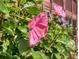 Closeup of bright pink hibiscus flower with vibrant green foliage at 3800 Saxon Dr # 250, New Smyrna Beach, FL 32169