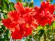 Close-up of vibrant red hibiscus flowers in full bloom, showcasing their intricate details and tropical beauty at 3800 Saxon Dr # 250, New Smyrna Beach, FL 32169