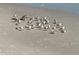 Beach scene with many sandpipers walking along sandy beach in the community at 4426 Saxon Dr, New Smyrna Beach, FL 32169