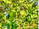 Close up of a verdant lime tree with ripe, green fruit, promising fresh citrus right from the garden at 751 Pine Shores Cir, New Smyrna Beach, FL 32168