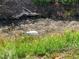 Bird in backyard wetland area, tall marsh grasses visible at 123 Old Mill Pond Rd, Edgewater, FL 32141