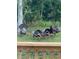 A group of turkeys are seen in the yard, standing on green grass at 2995 Ragis Rd, Edgewater, FL 32132